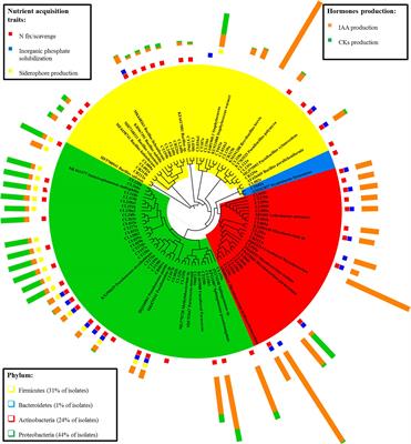 Culturable Bacterial Endophytes From Sedimentary Humic Acid-Treated Plants